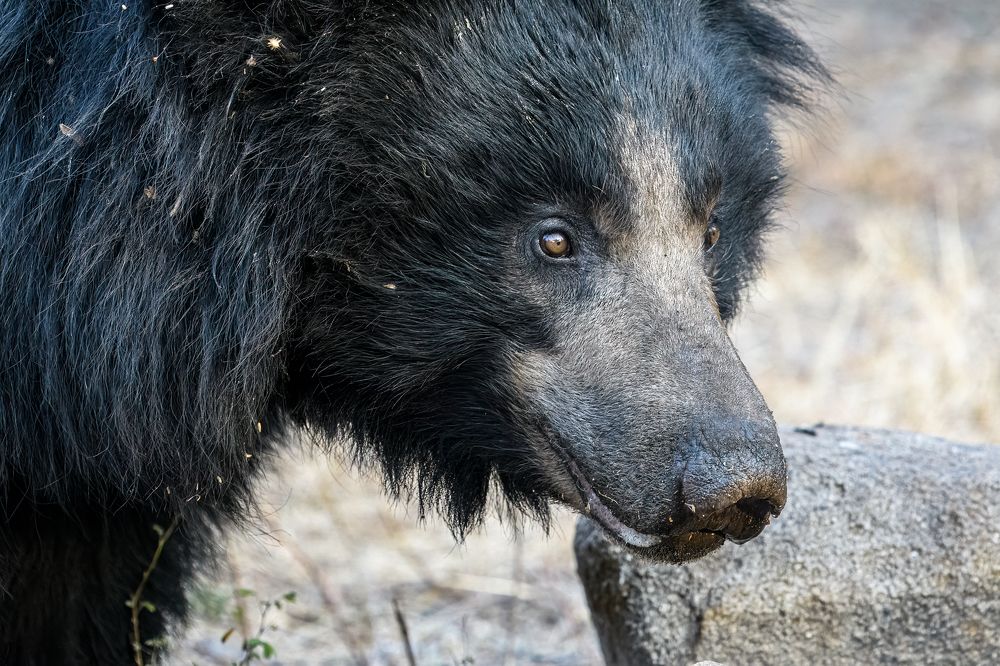 Photograph by Basavaraj M