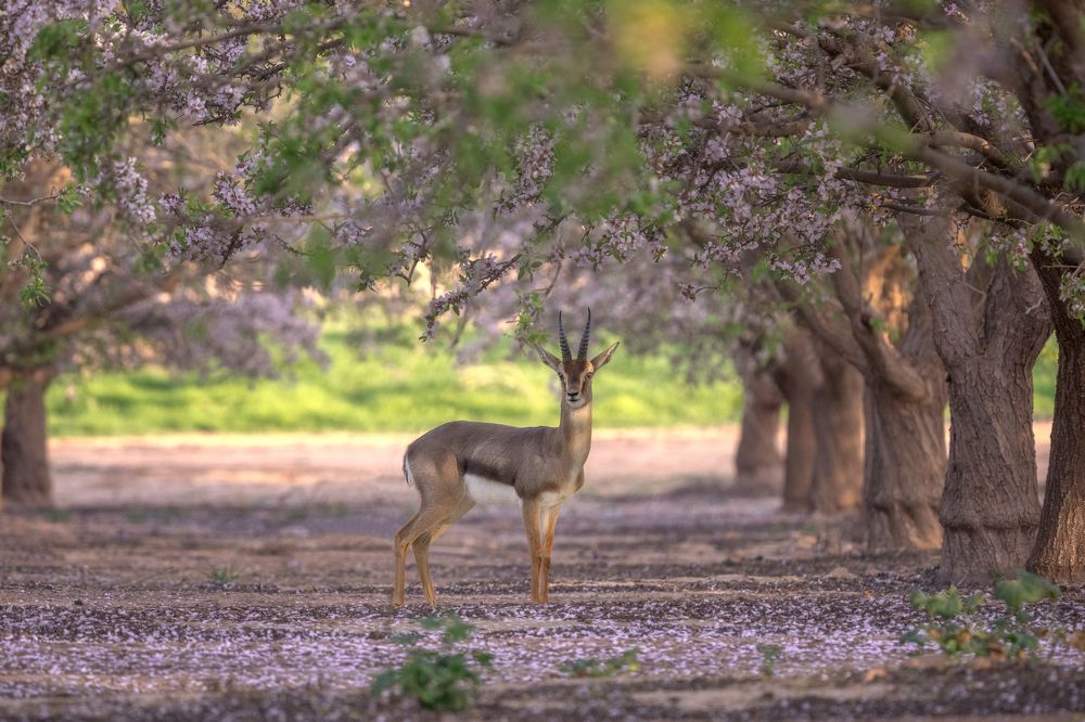 Photograph by Burla Arie