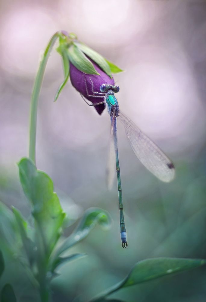 Photograph by Dana S.