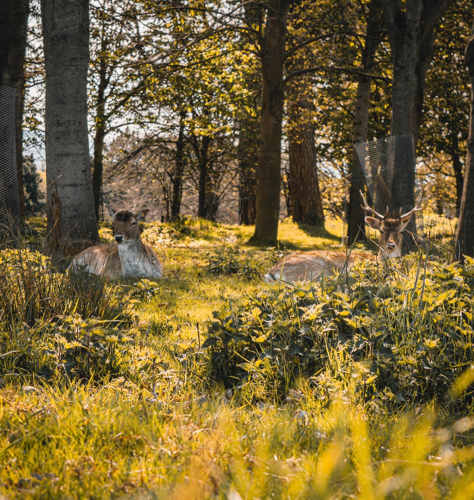 Фотография автора Elliot Voilmy