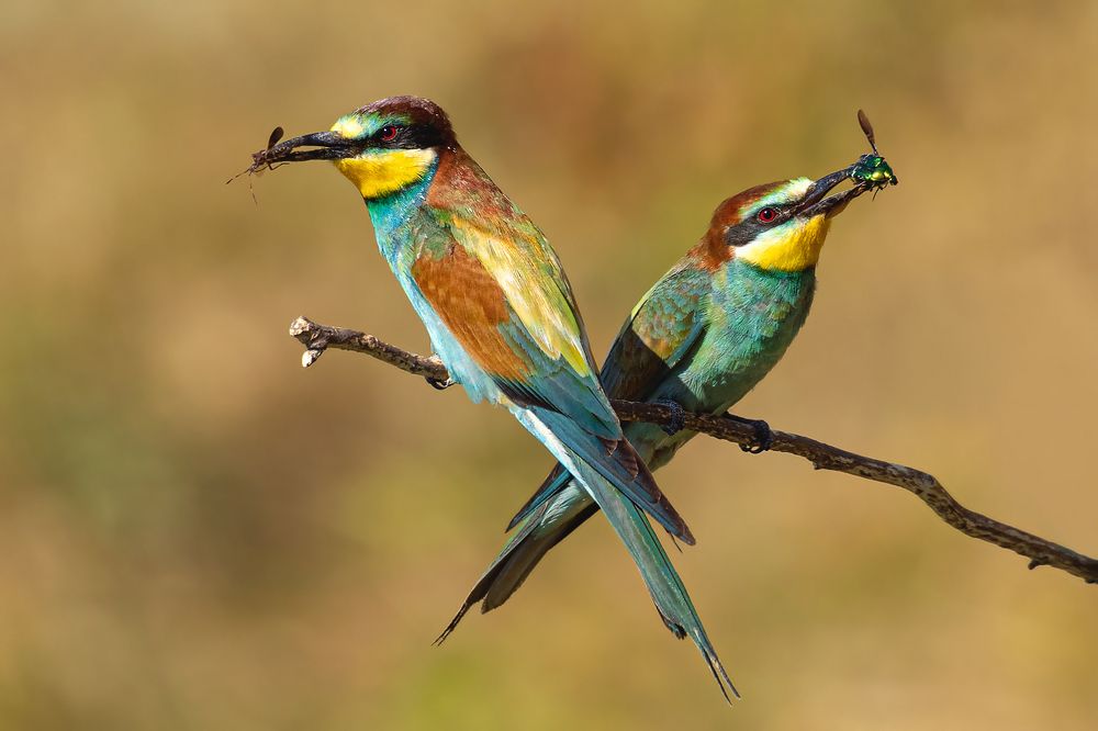 Фотография автора Faller Tamás