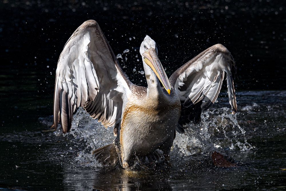 Фотография автора Faller Tamás