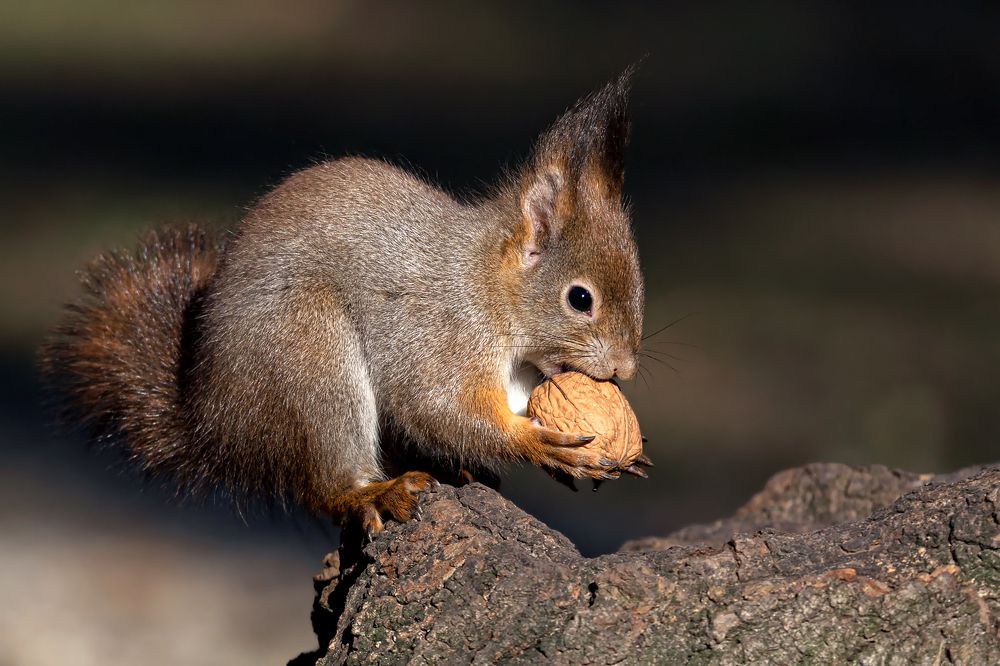 Фотография автора Faller Tamás