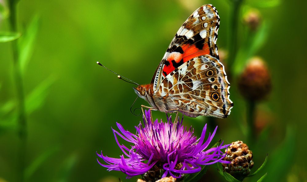 Фотография автора Владимир Безбородов