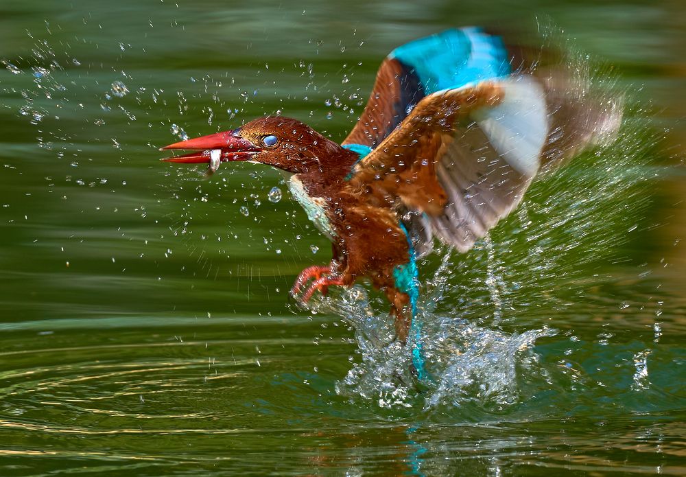 Фотография автора Maurice Leung