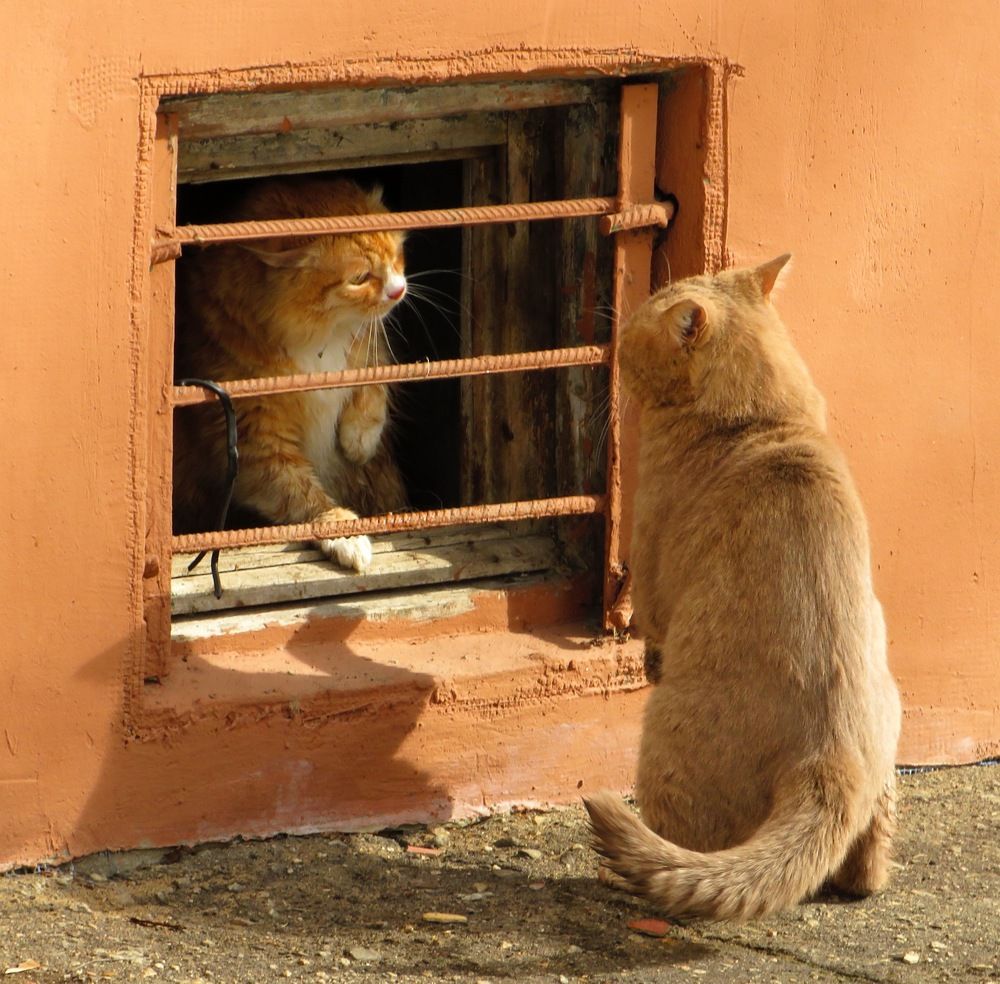 Городские коты