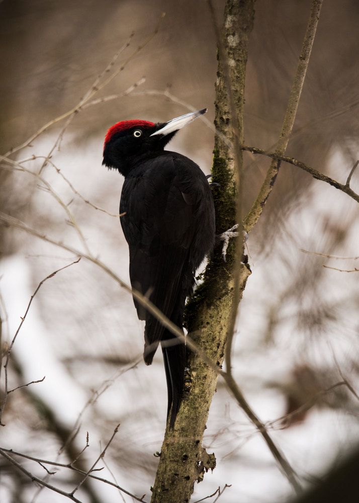 Фотография автора Анна Абрамова
