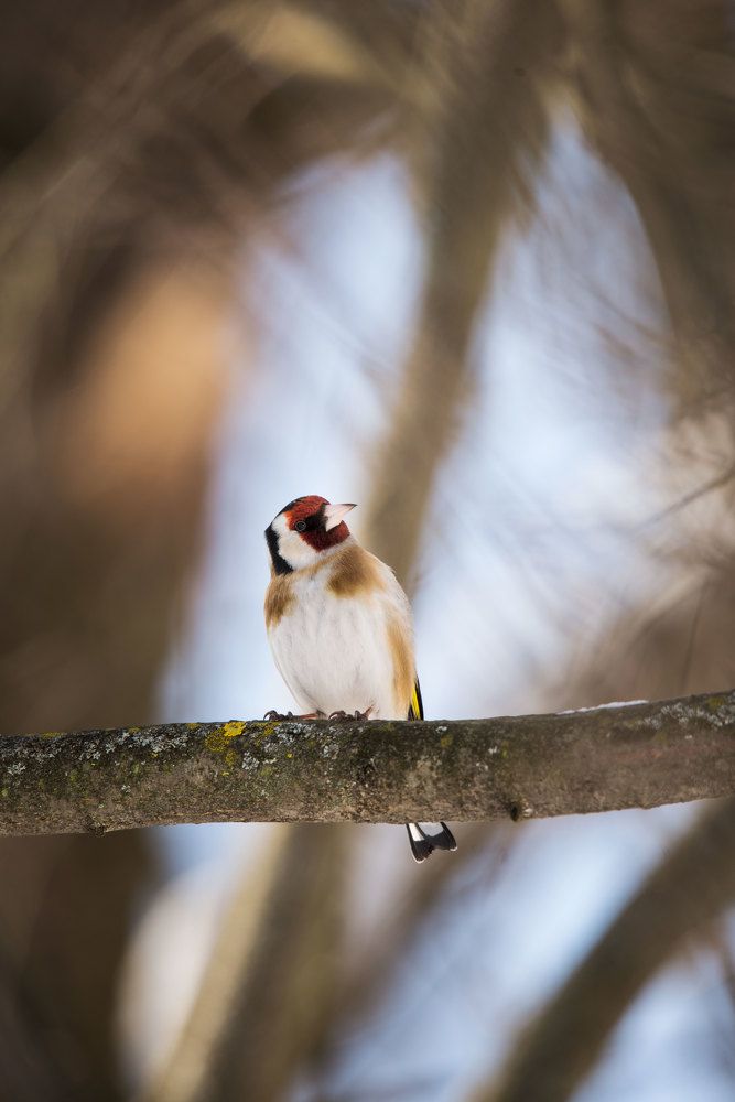 Фотография автора Анна Абрамова