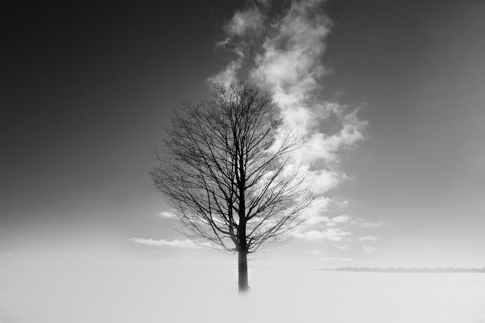 Winter clouds dance like leaves on bare branches, quiet and beautiful.