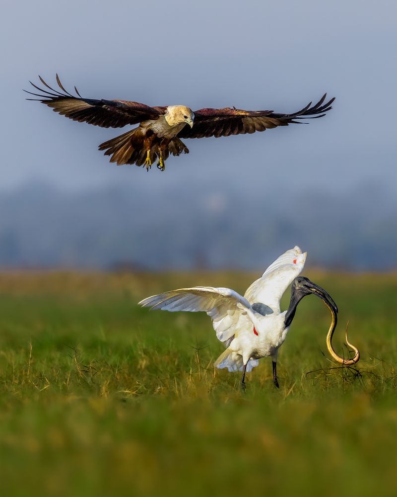 Photograph by Puja Dey