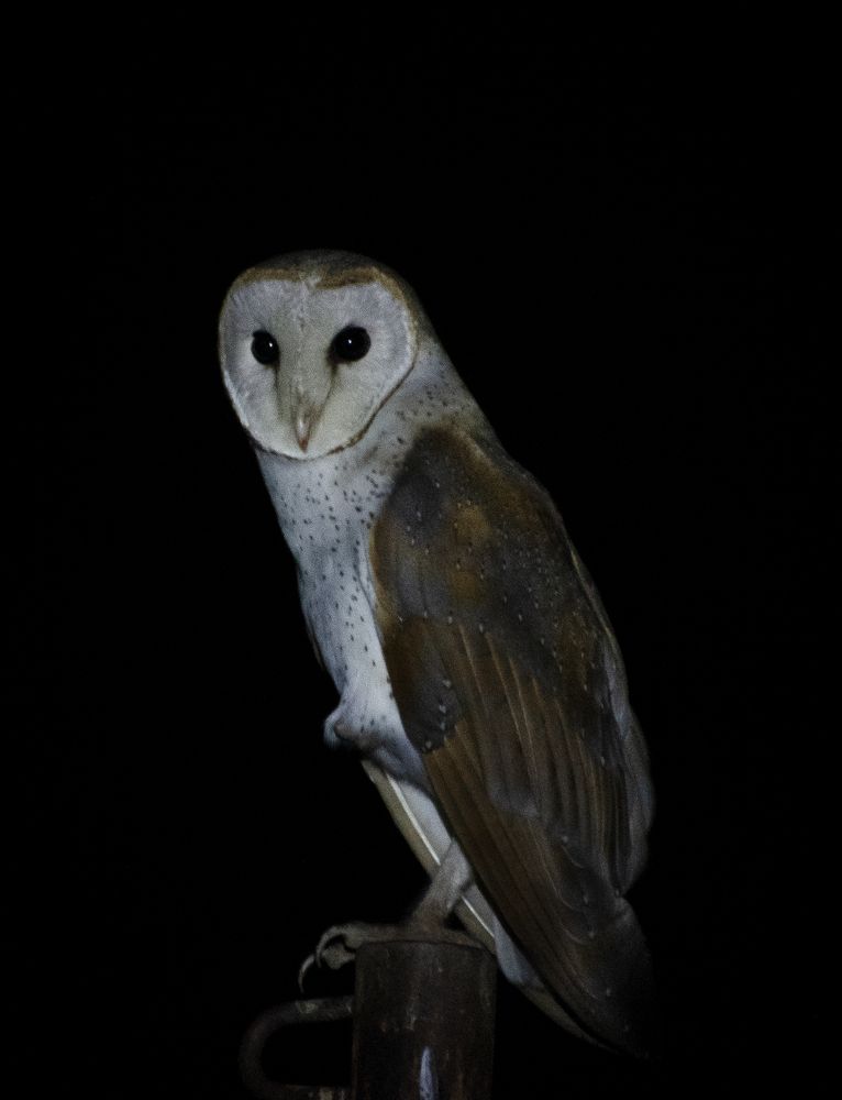 Photograph by Dhaval Solanki