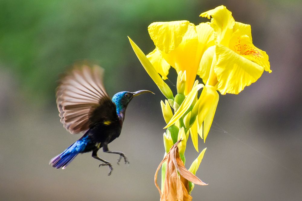 Nectar collecting moment of Purple Sunbird