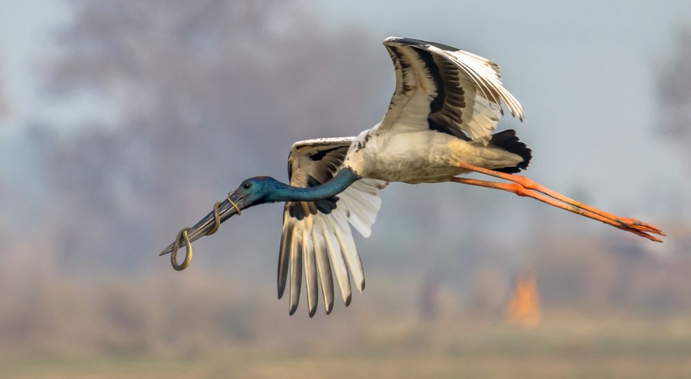 Photograph by Manoj Nair