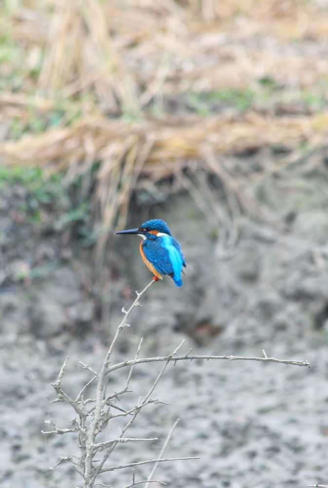 Photograph by Joy Mohonto