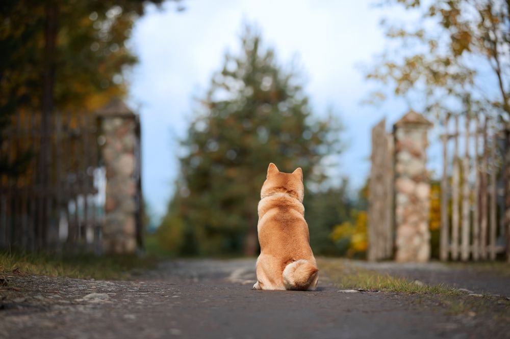 Photograph by Лана Полякова