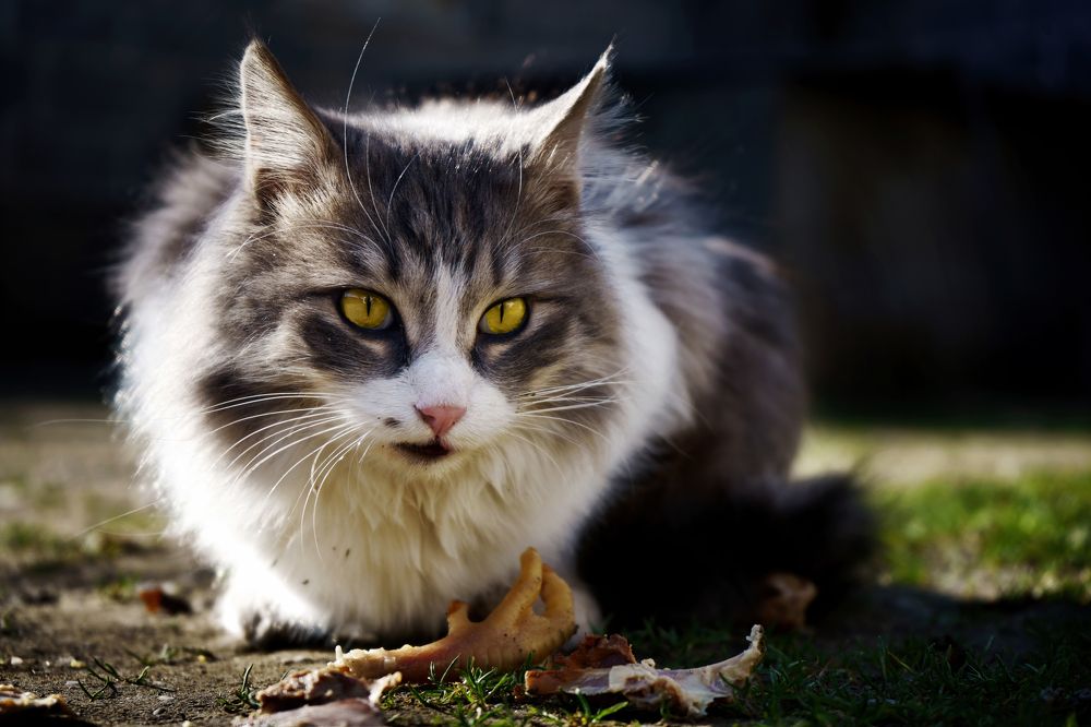 Photograph by Дашдемир Мамедов