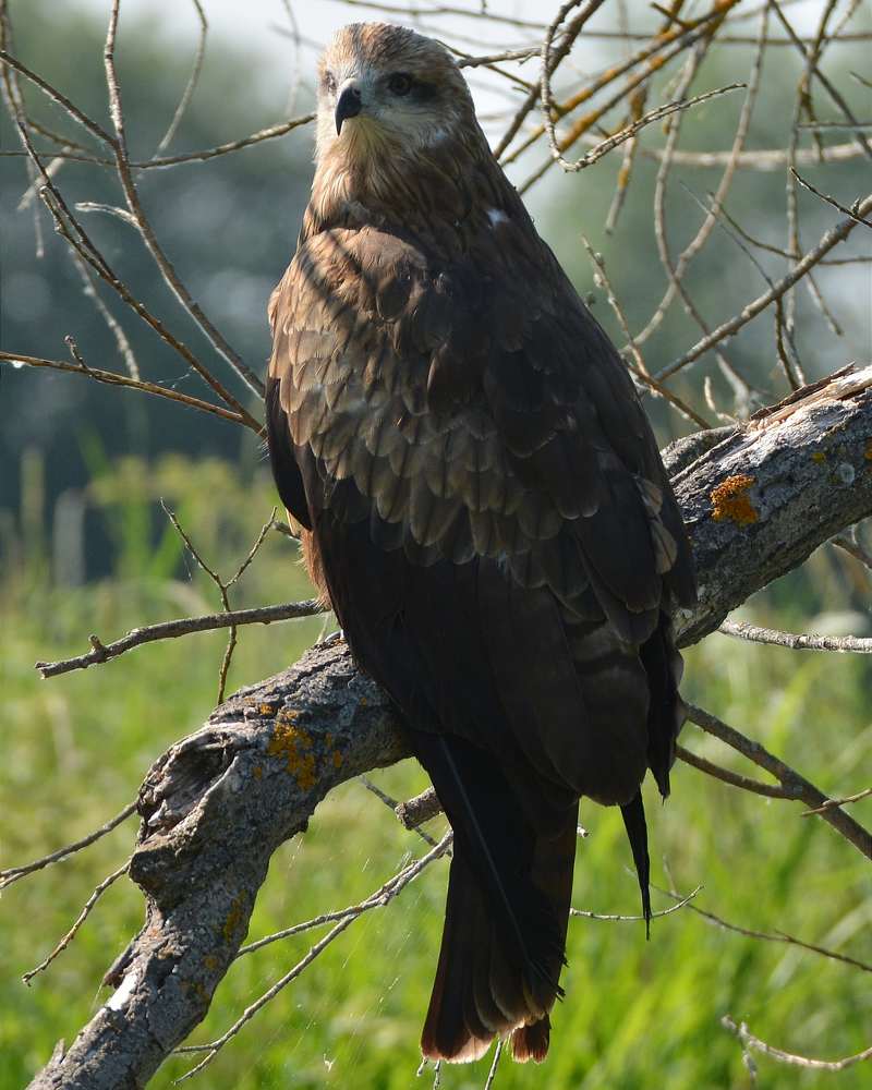 Черный коршун