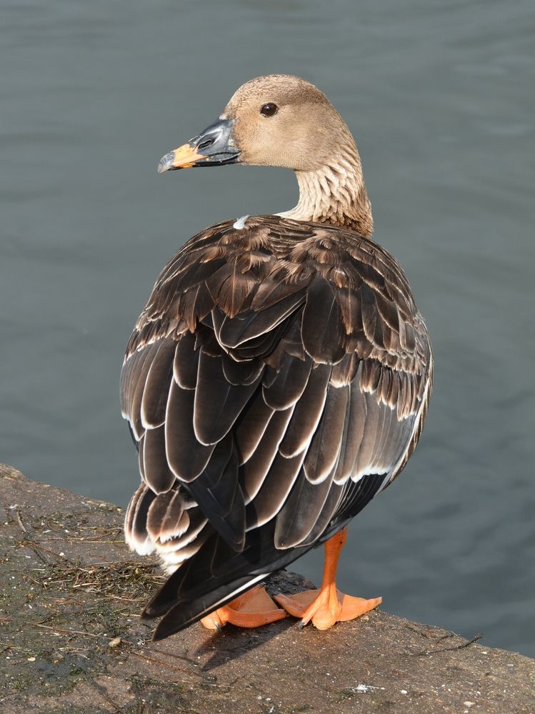 Дикий гусь гуменник