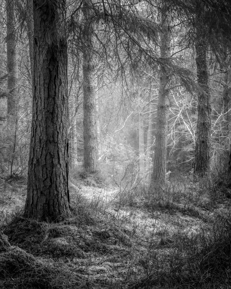 Photograph by Johnny Bakken