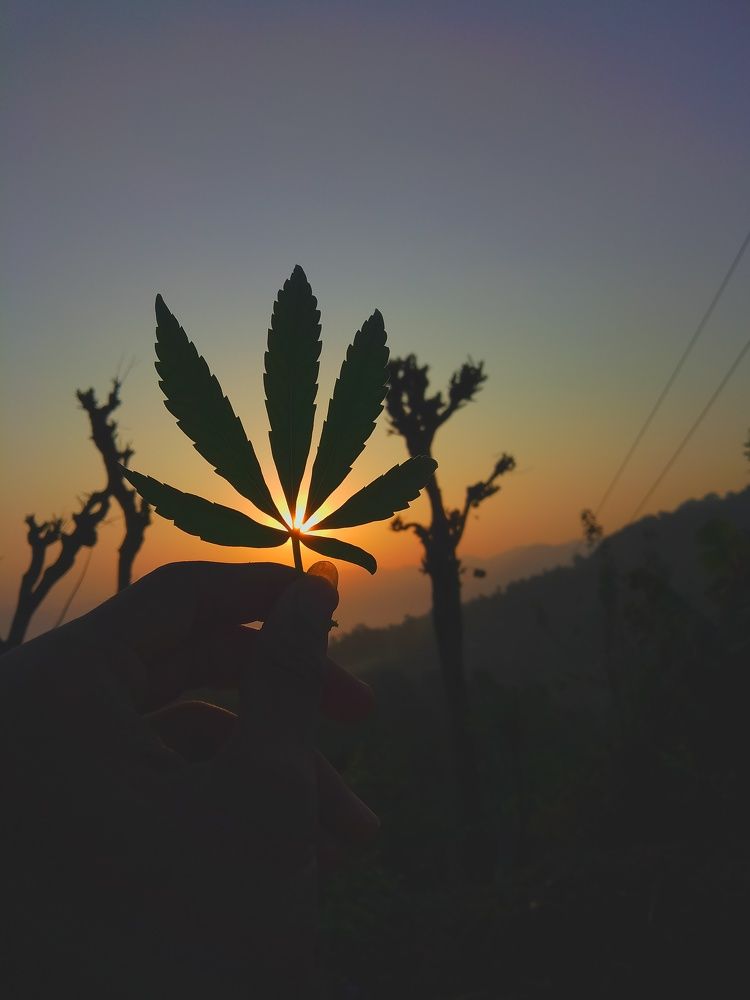 Sunshine ? with weeds ☺️
