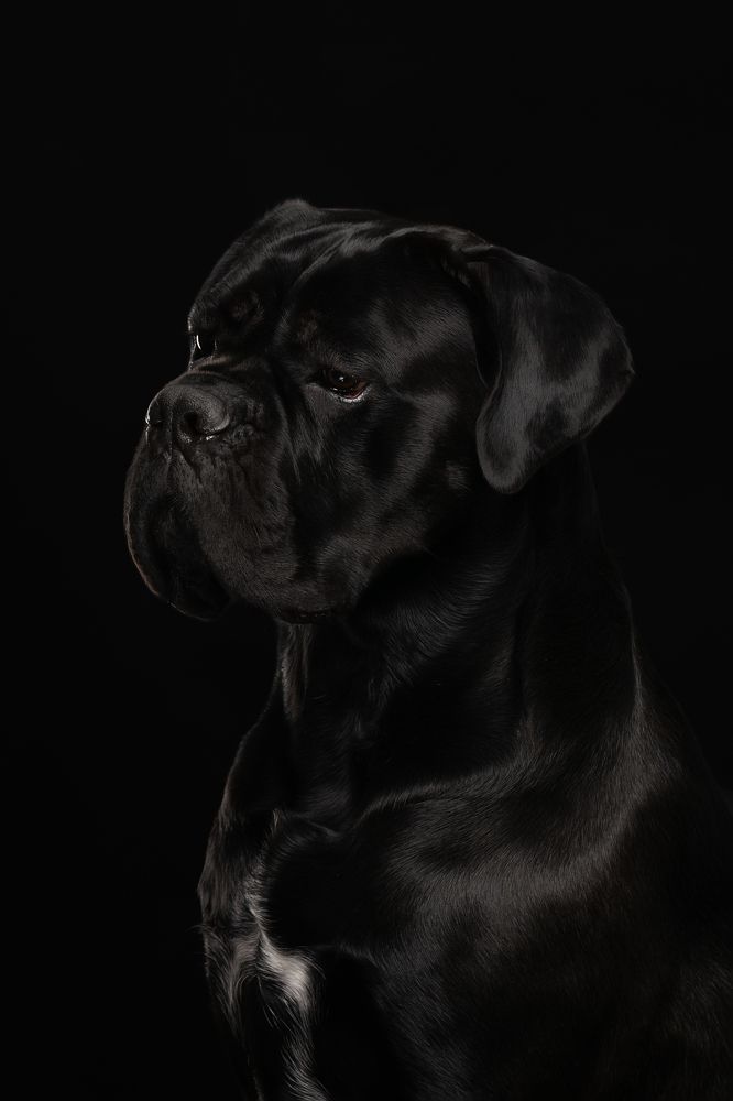 Фотография автора Olga Shmeleva