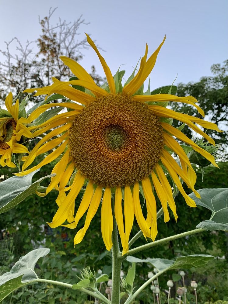 Photograph by Алёна Чарикова