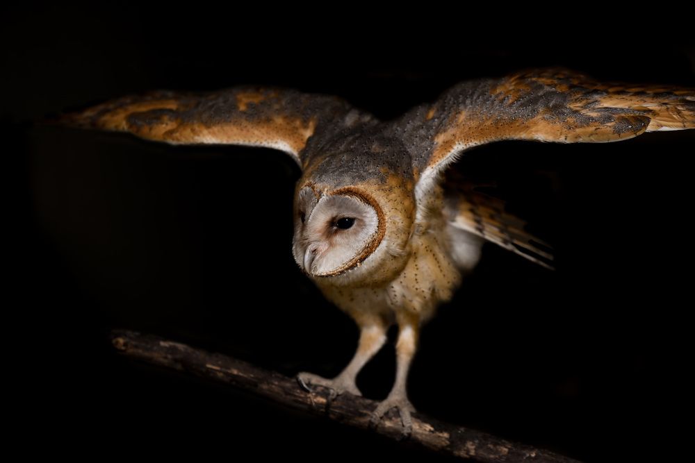 Barn owl