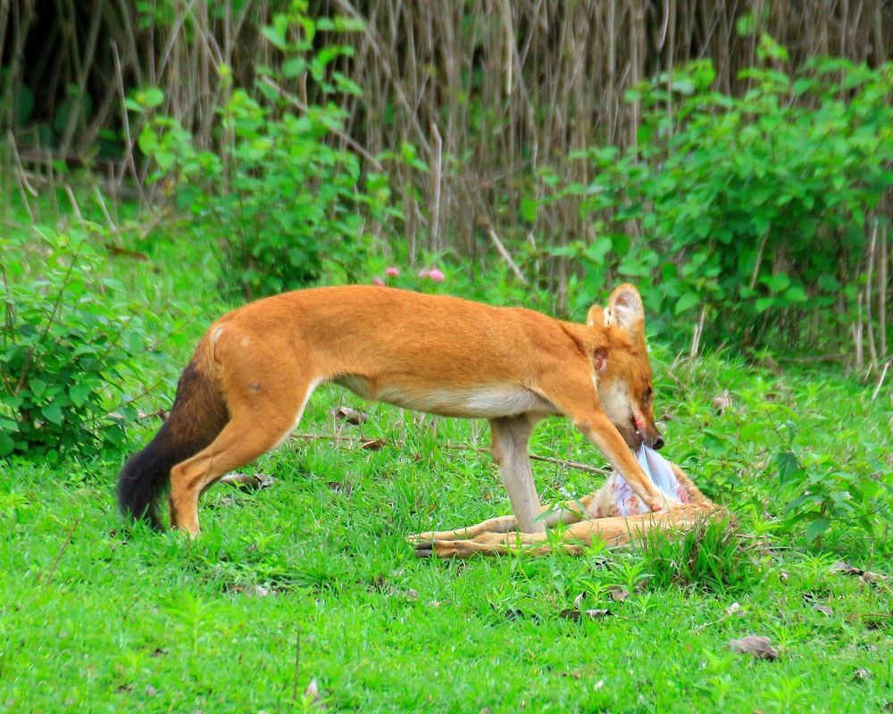 Photograph by sujeesh p sujeesh puthanveettil