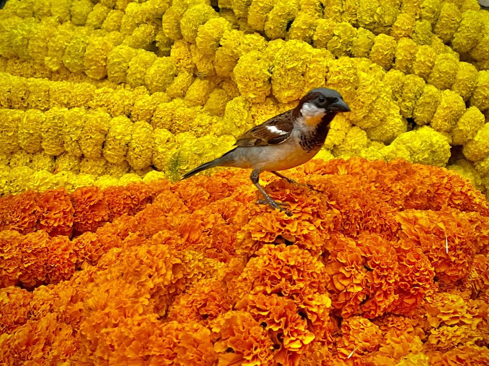 Фотография автора BIPLAB MISRA