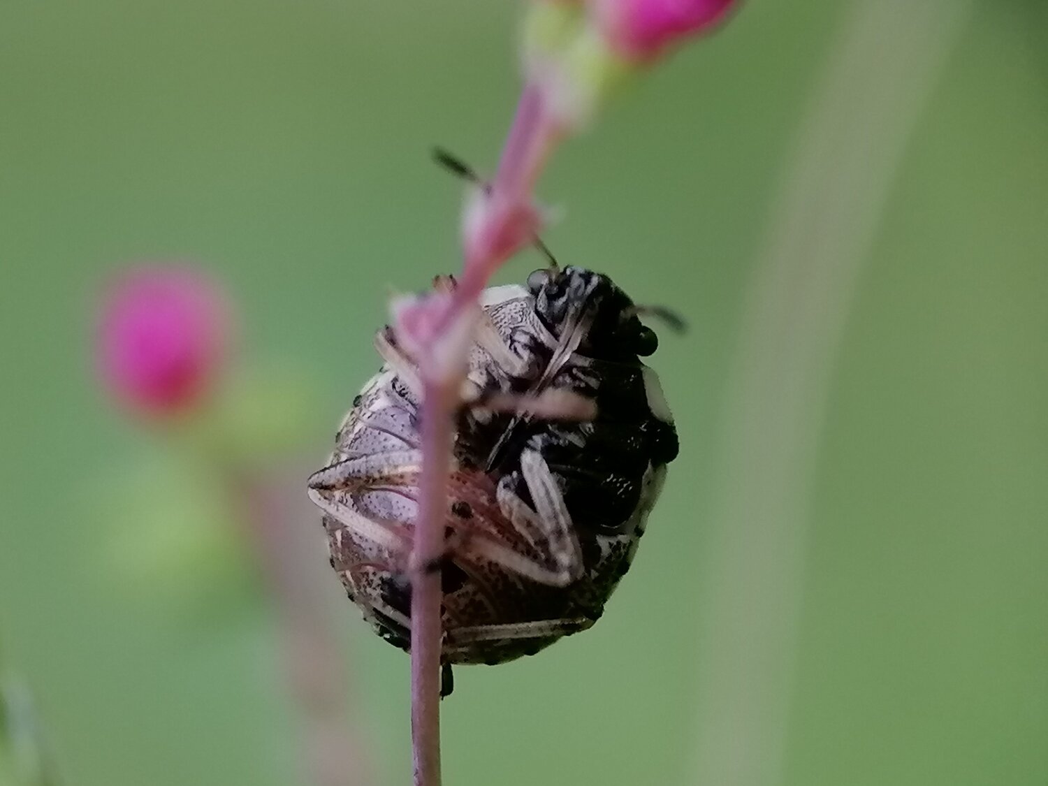 stink bug