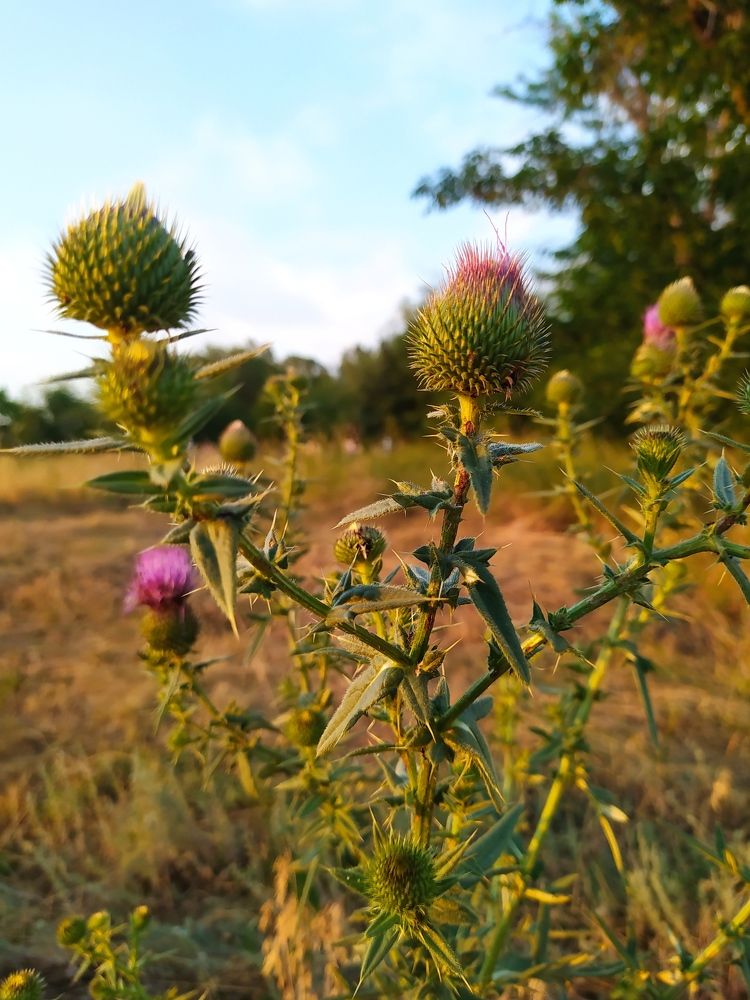 Чертополох...