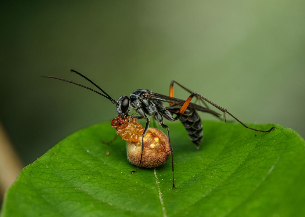 Photograph by Manjunath Acharya