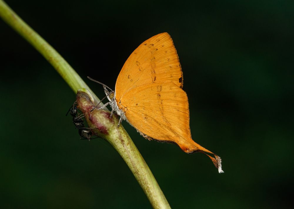 Photograph by Manjunath Acharya