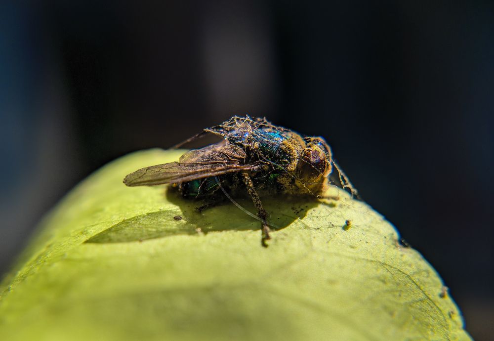 Photograph by Mohammad Jubair