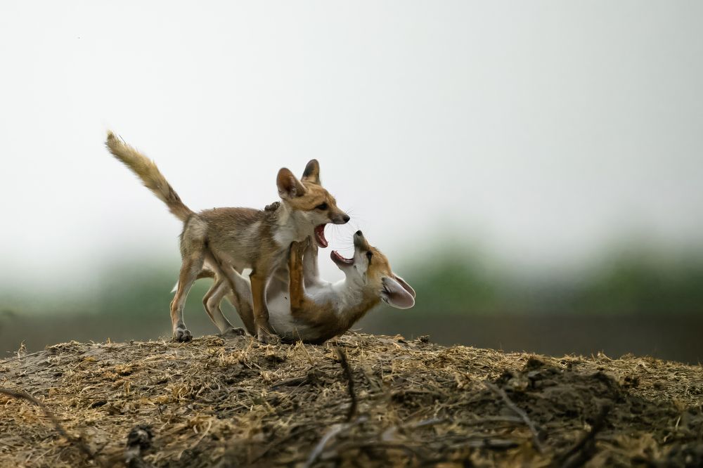 Фотография автора Somdutt Prasad