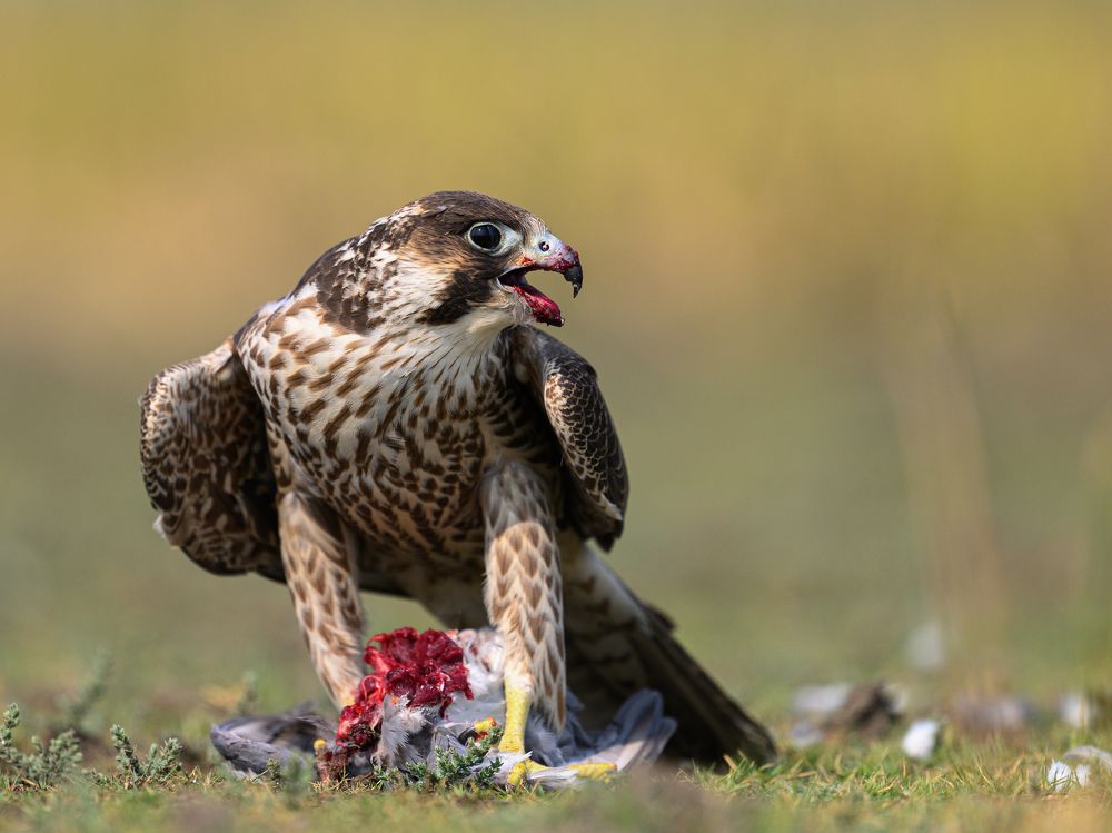 Photograph by Somdutt Prasad
