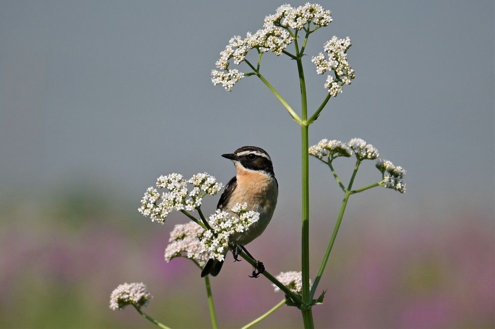 Фотография автора IRINA FILIPPOVA