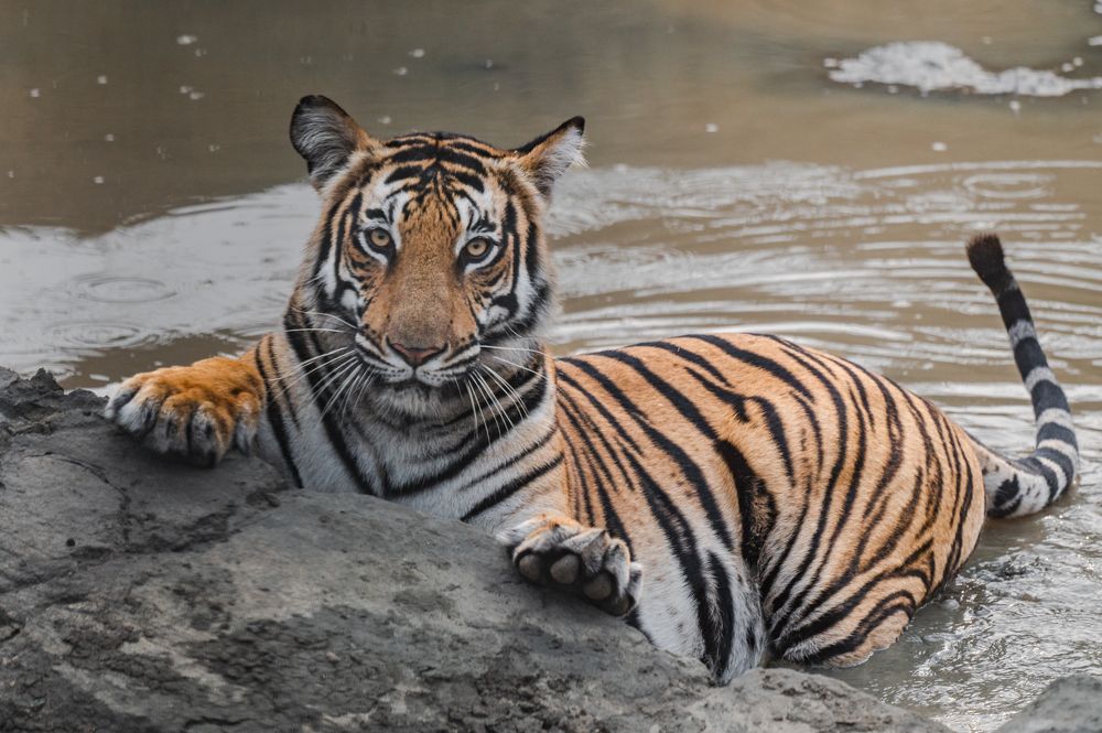 Photograph by Narayanan Iyer