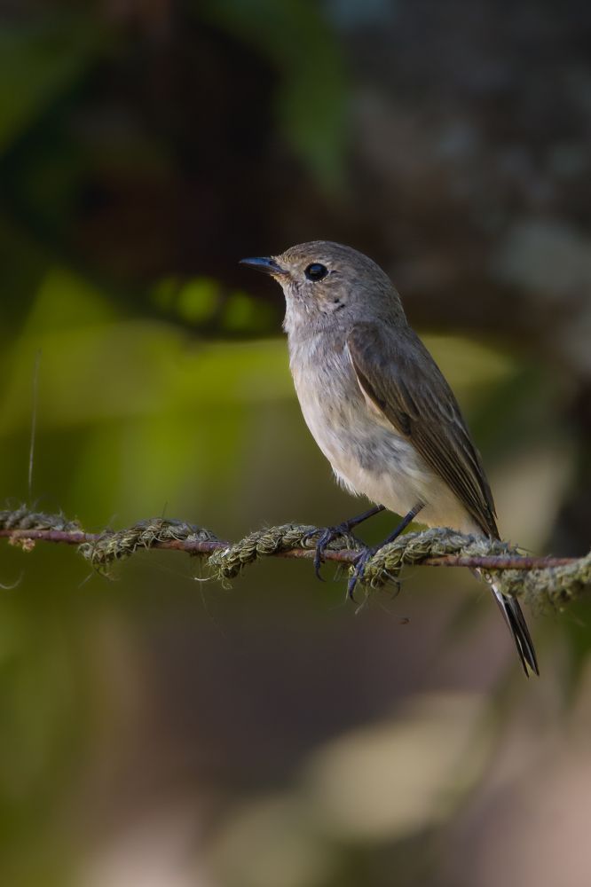 Asian Brown Flycatcher