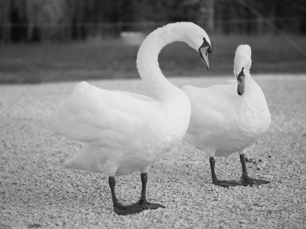 Photograph by Иван Вдовин