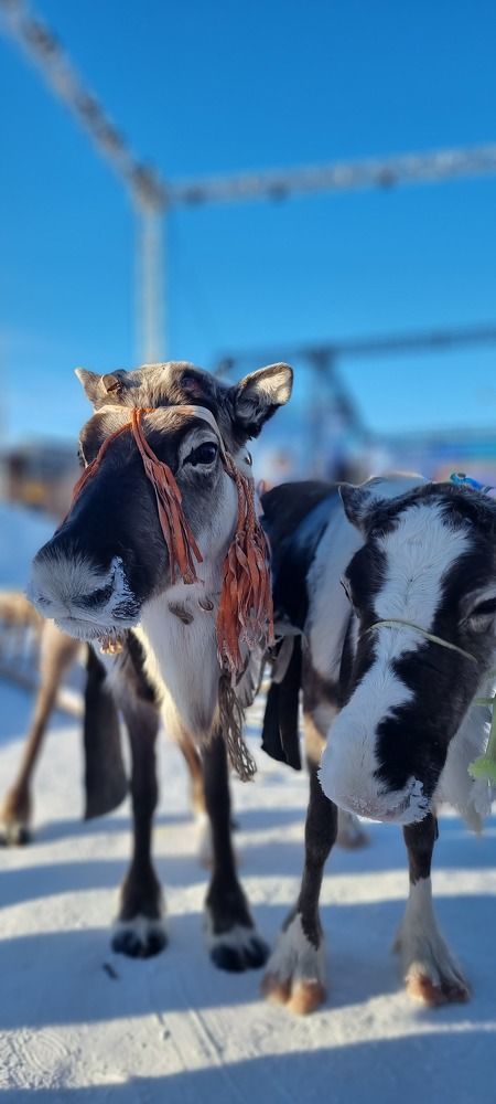 Животные севера