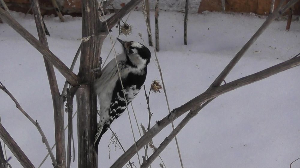 Малый Пёстрый Дятел, Dryobates minor, самка, 19.03.2023