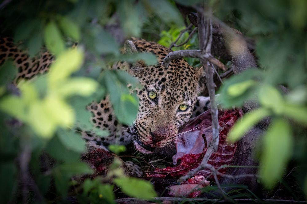 Photograph by Bevzenko Roman