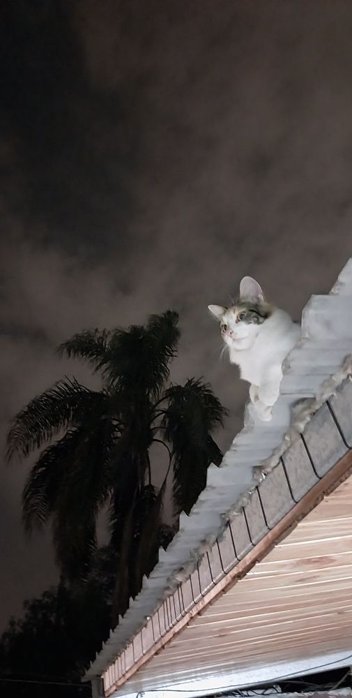 MY CAT CLEO