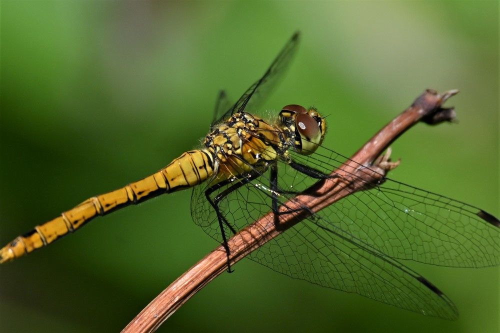 Фотография автора IRINA FILIPPOVA