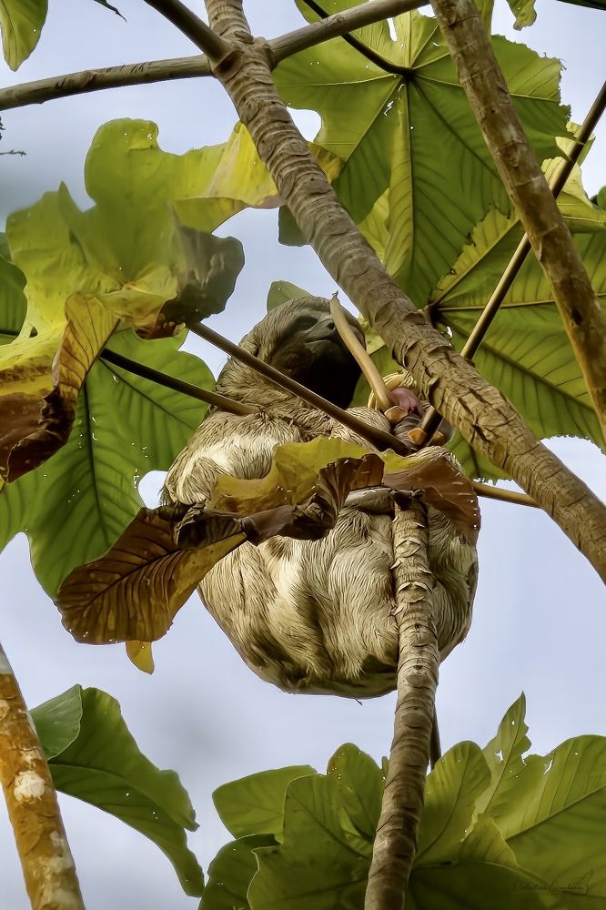 "I shut my eyes in order to see" P. Gauguin