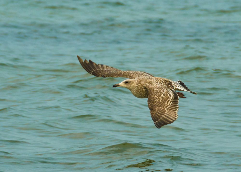 Чайка над Балтийским морем.