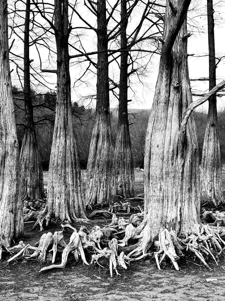 Тоже кипарисы