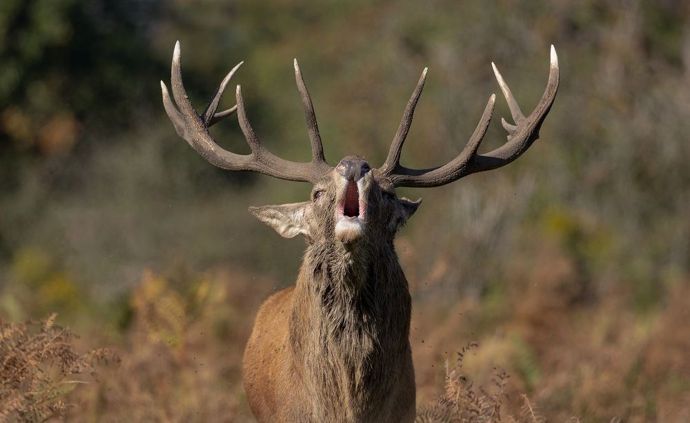 Фотография автора MARIA KULA