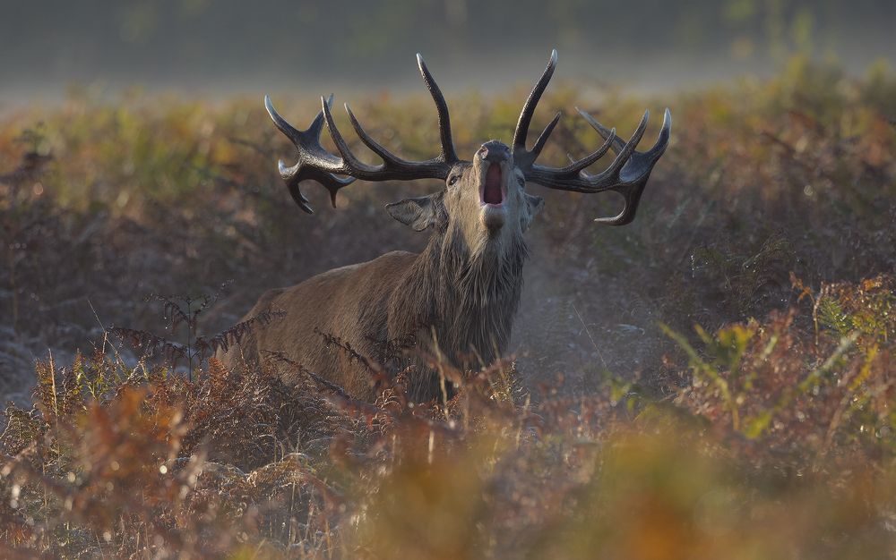 Фотография автора MARIA KULA